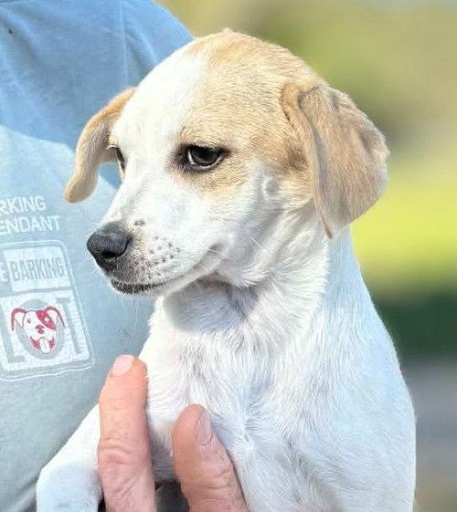 Allmen, an adoptable Chihuahua in San Diego, CA