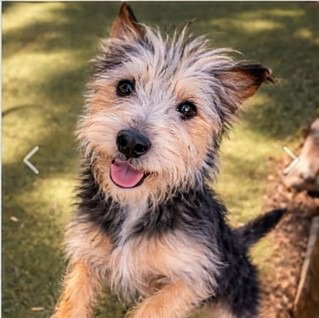 Pippa, an adoptable Yorkshire Terrier Yorkie in San Diego, CA