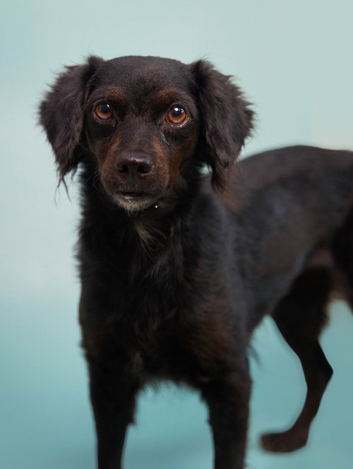 Kombangwa (Soi Dog), an adoptable Spaniel in San Diego, CA