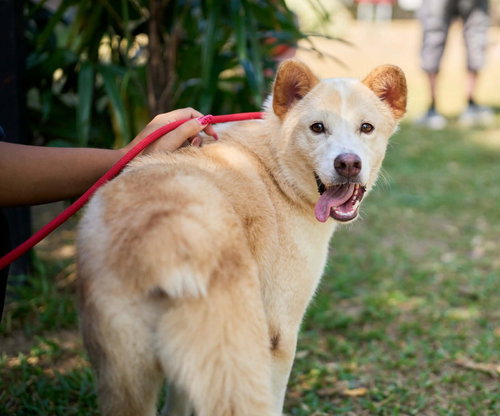 Phinat (Soi Dog), an adoptable Shiba Inu in San Diego, CA