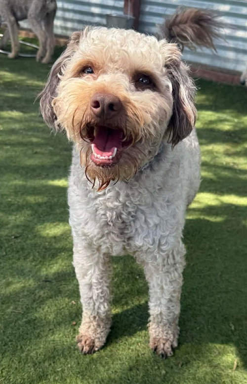 Henrik, an adoptable Cockapoo in San Diego, CA
