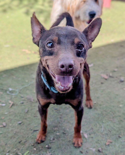 Moltzan, an adoptable Miniature Pinscher in San Diego, CA