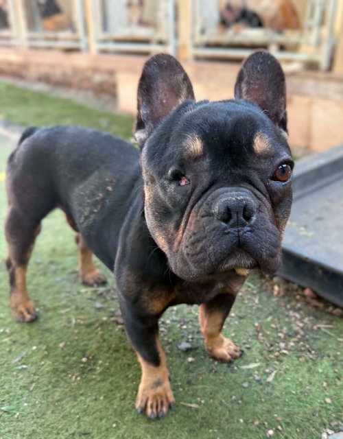 Bandit, an adoptable French Bulldog in San Diego, CA
