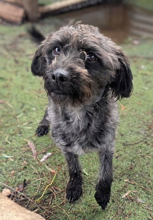 Bates, an adoptable Terrier in San Diego, CA