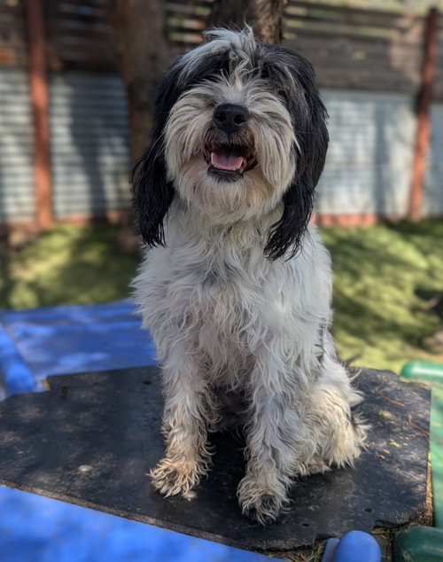 Marin, an adoptable Havanese in San Diego, CA