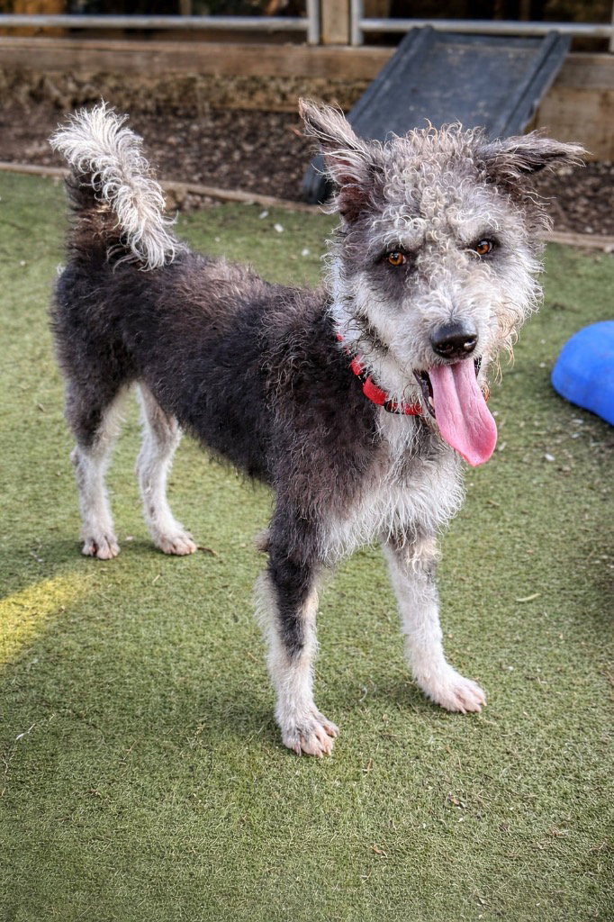 Moo (Soi Dog)