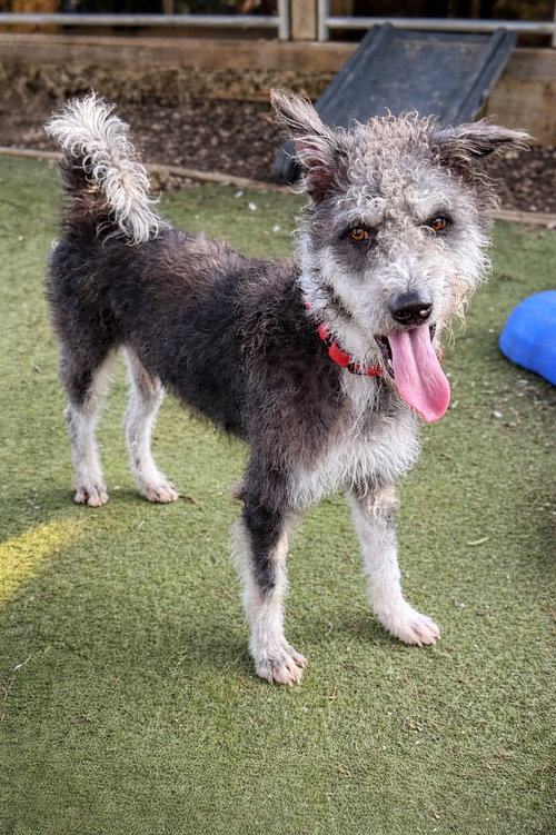 Moo (Soi Dog)
