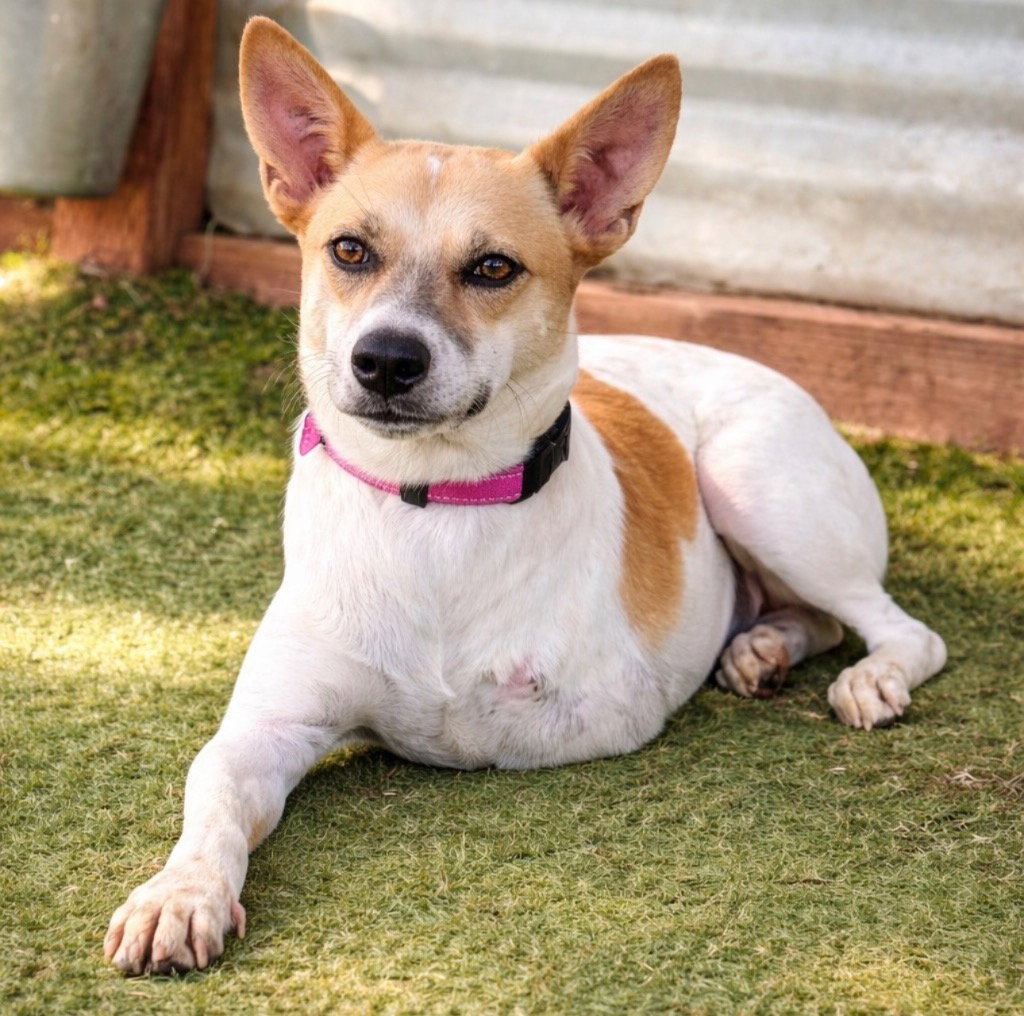 Marionette (Soi Dog)