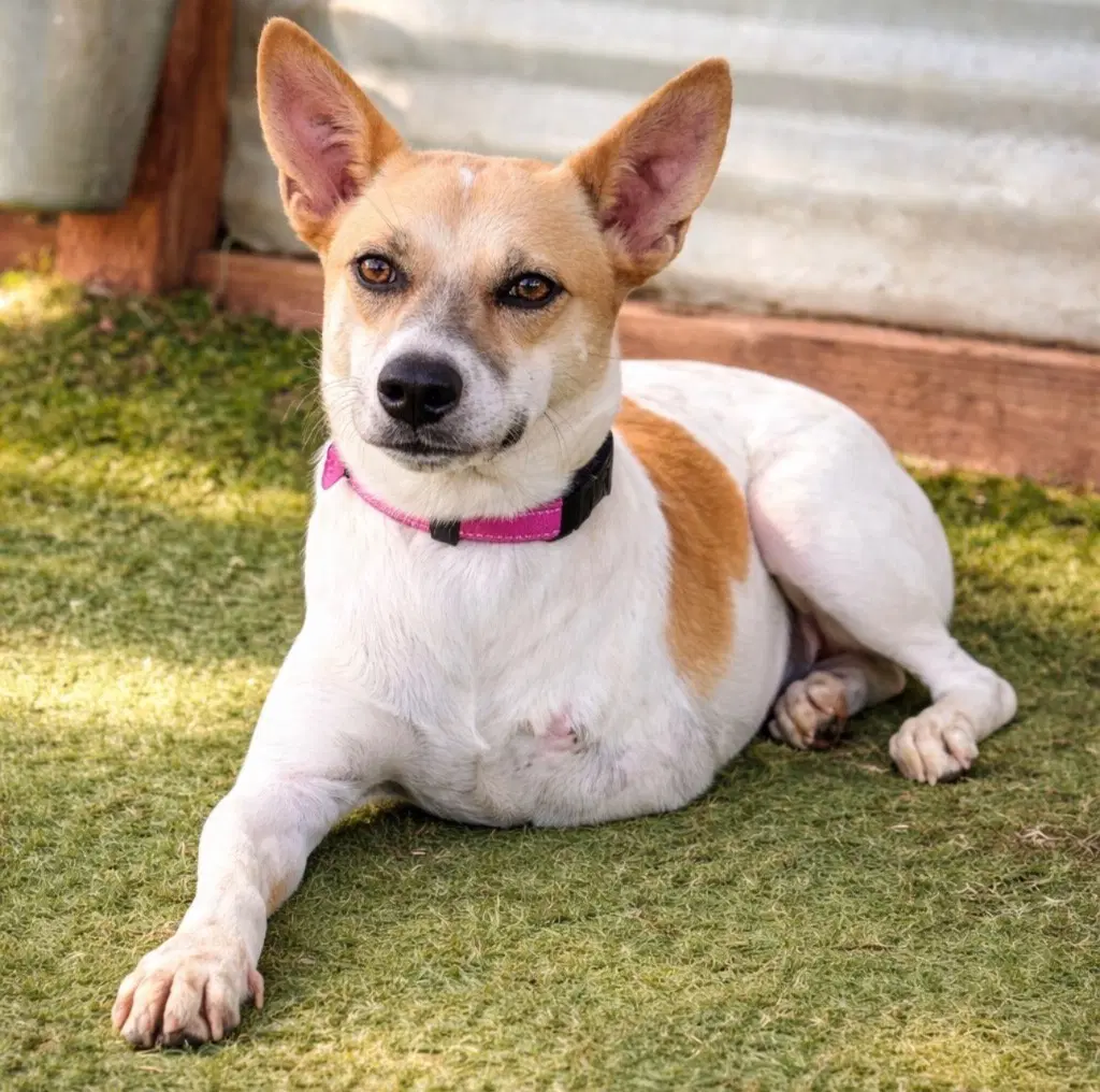 Marionette Soi Dog - Shiba Inu