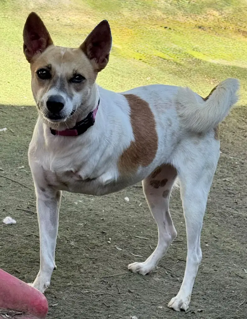 Marionette Soi Dog image 3