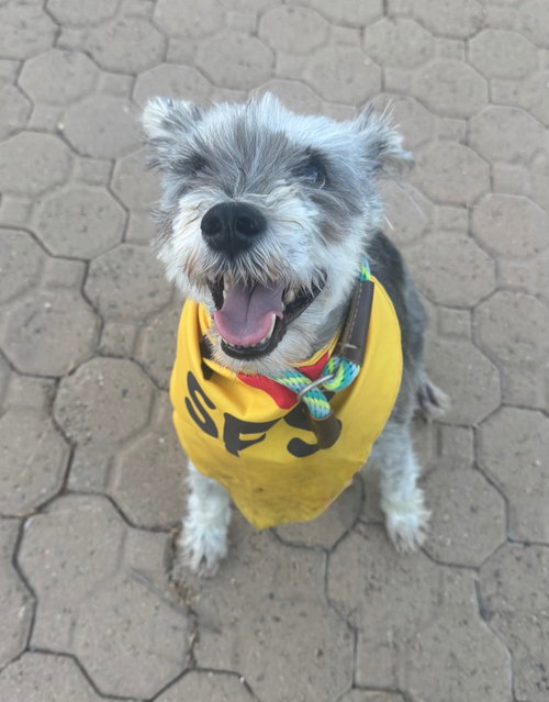 BARNEY - Schnauzer / Poodle (unknown type) available for adoption