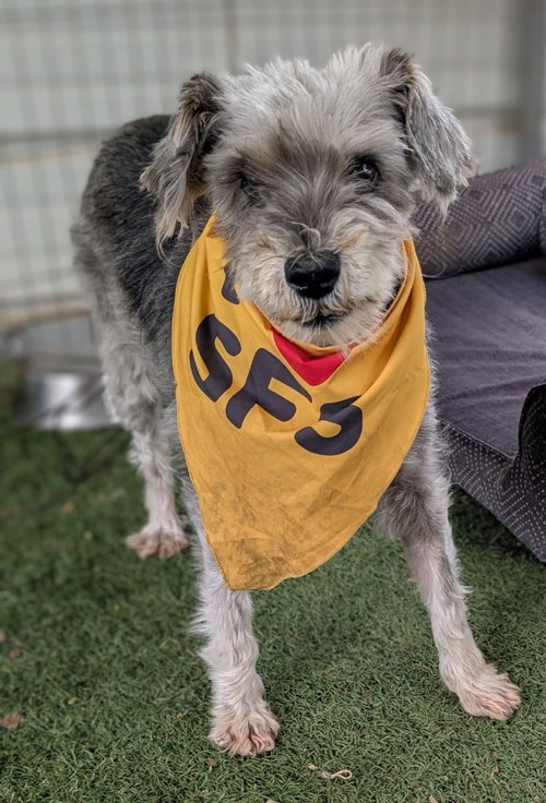 BARNEY - Schnauzer / Poodle (unknown type) available for adoption