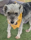 Barney - Photo 3