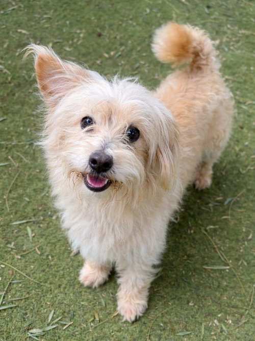 NIBS - Norwich Terrier / Jack Russell Terrier available for adoption