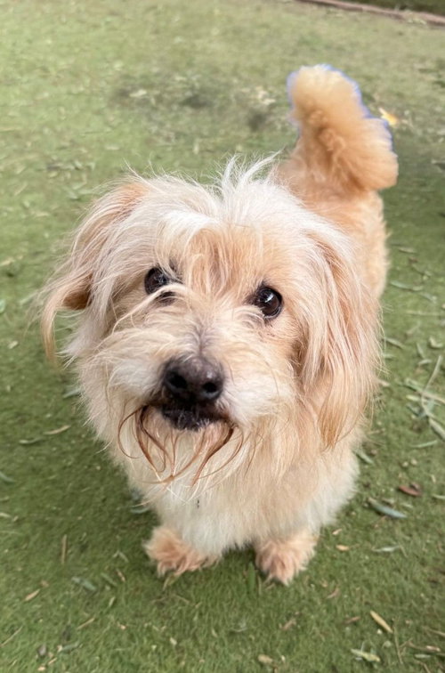 NIBS - Norwich Terrier / Jack Russell Terrier available for adoption