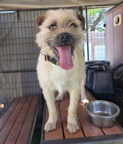 Pixie, an adoptable Border Terrier in San Diego, CA