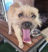 Pixie - Photo 2