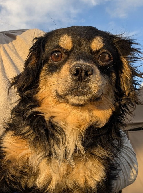 Darling, an adoptable Poodle in San Diego, CA