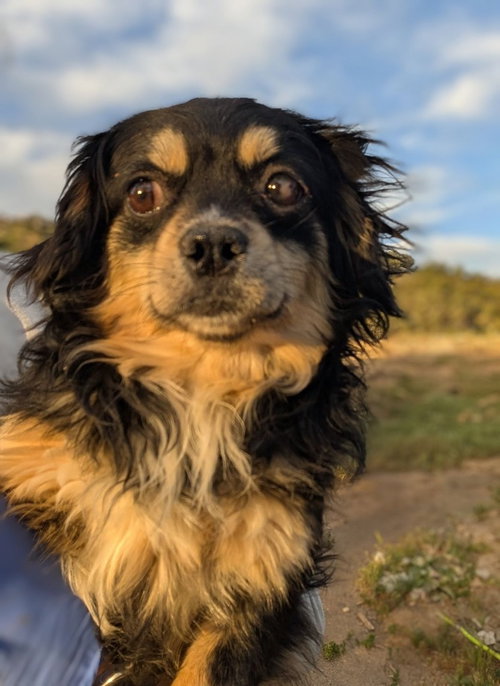 DARLING - Poodle (unknown type) / Dachshund available for adoption