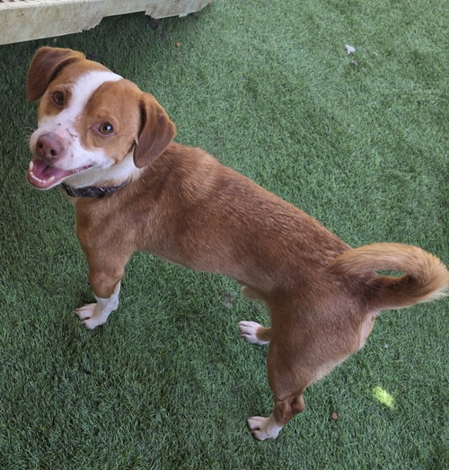 MIKEY - Beagle / Chihuahua available for adoption