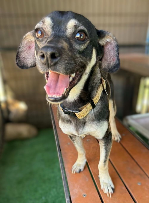 Hook, an adoptable Beagle in San Diego, CA
