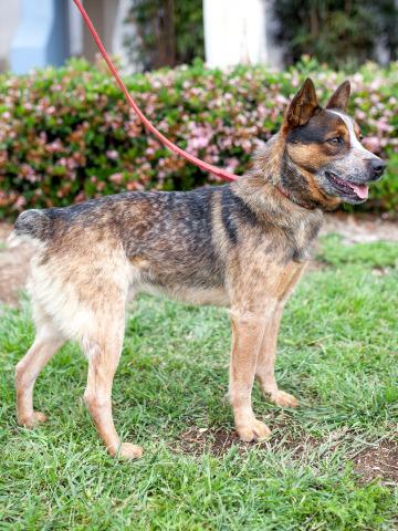 PRYOR - Australian Cattle Dog/Blue Heeler available for adoption