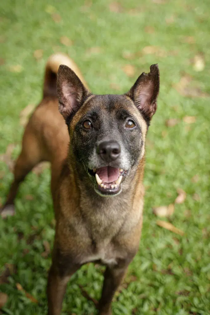 Tanbobby Soi Dog - Jindo (Korean)