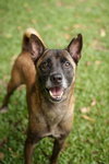 Tanbobby (Soi Dog) - Photo 1