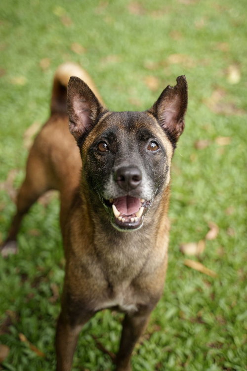 TANBOBBY (SOI DOG) - Jindo (Korean) / Thai Ridgeback available for adoption