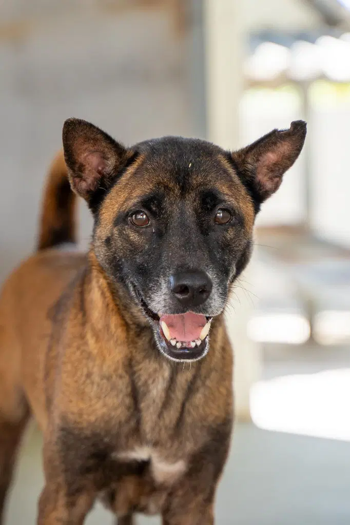 Tanbobby Soi Dog image 2