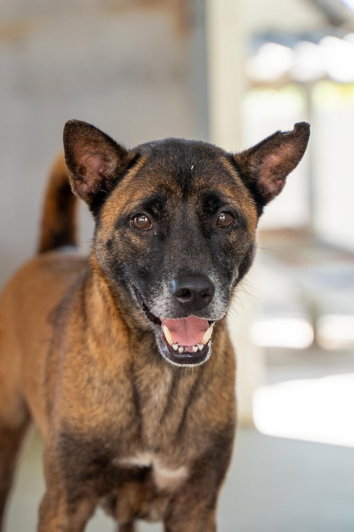 TANBOBBY (SOI DOG) - Jindo (Korean) / Thai Ridgeback available for adoption