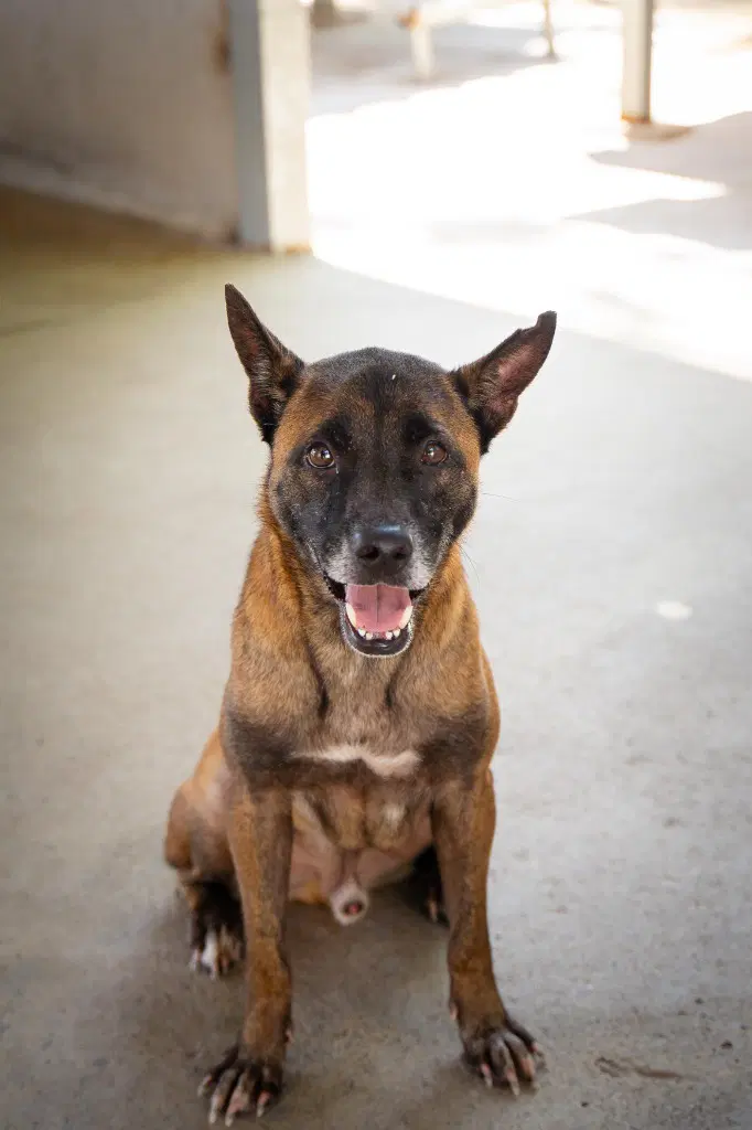 Tanbobby Soi Dog image 3