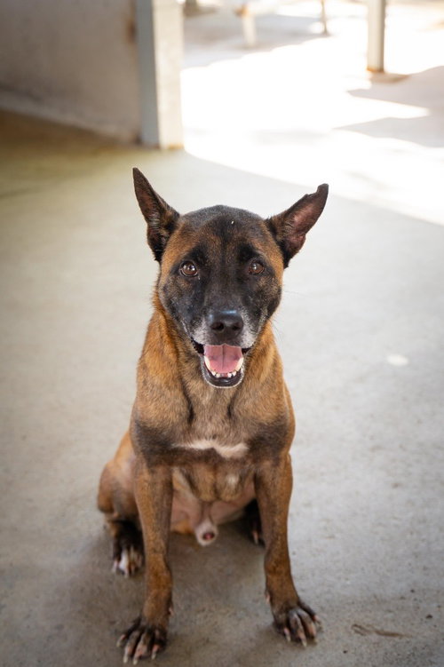Tanbobby (Soi Dog) photo 3