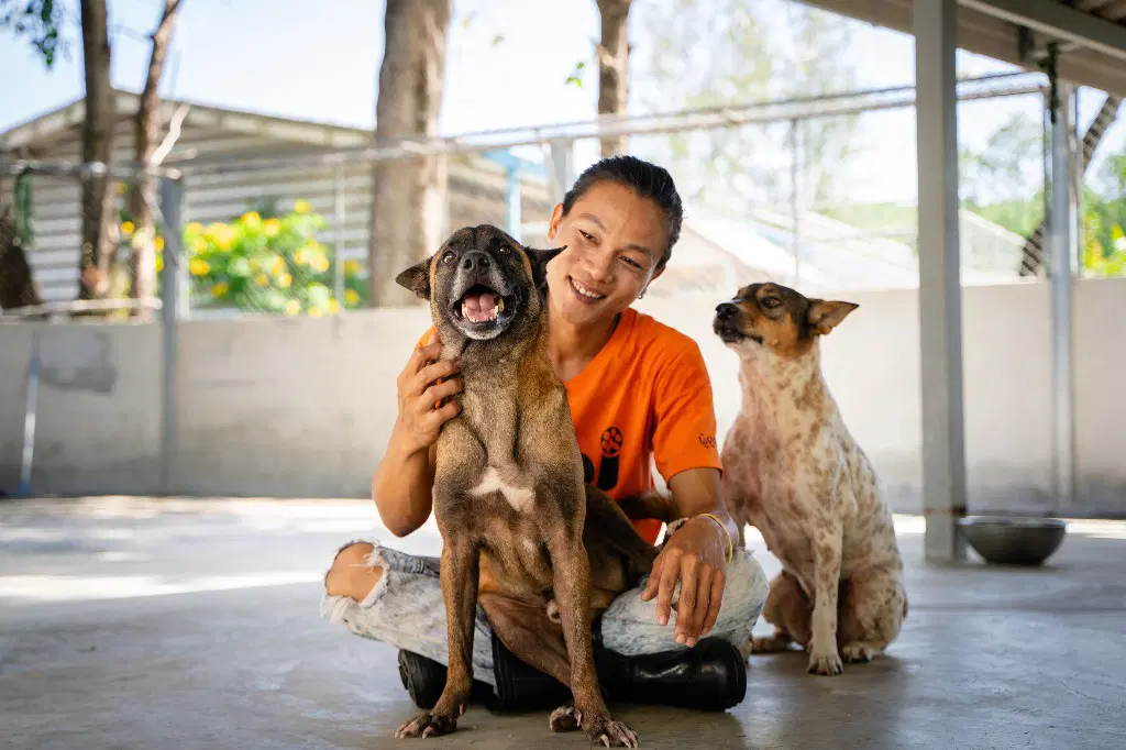 Tanbobby Soi Dog image 4