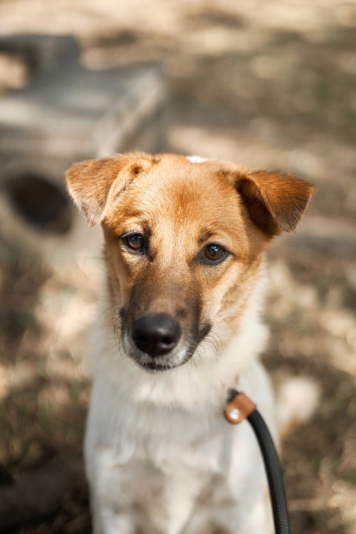 KHOBKHET (SOI DOG) - Australian Shepherd / Jindo (Korean) available for adoption