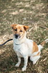 Khobkhet (Soi Dog) - Photo 2