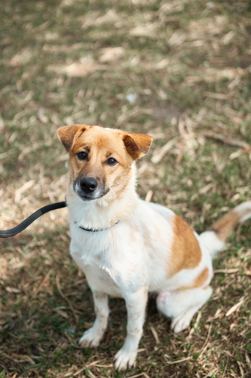 KHOBKHET (SOI DOG) - Australian Shepherd / Jindo (Korean) available for adoption