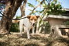 Khobkhet (Soi Dog) - Photo 3