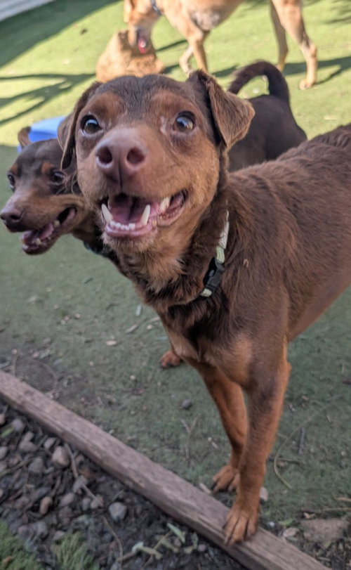 FELLER - Miniature Pinscher / Dachshund available for adoption