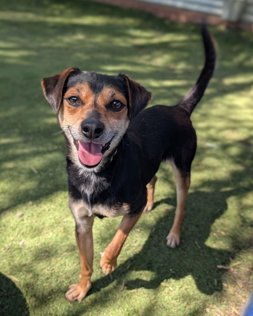 BRAATHEN - Miniature Pinscher / Dachshund available for adoption