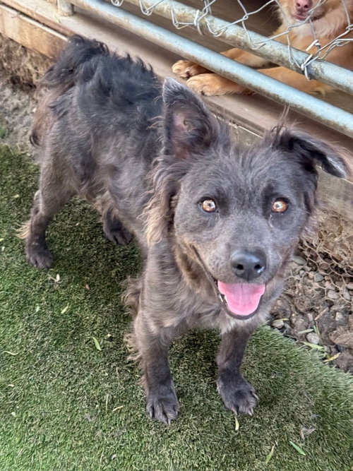 FRIDA - Border Collie / Collie available for adoption