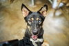 Phoenix (Soi Dog) - Photo 1