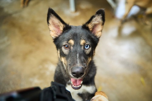 PHOENIX (SOI DOG) - Australian Shepherd / Thai Ridgeback available for adoption
