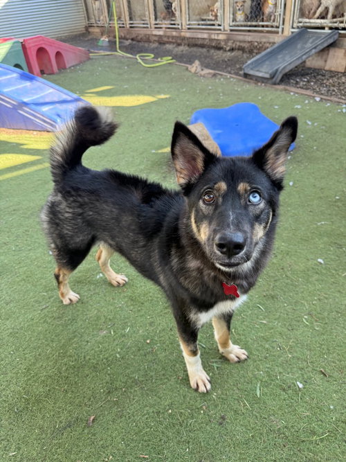 PHOENIX (SOI DOG) - Australian Shepherd / Thai Ridgeback available for adoption