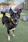 Phoenix (Soi Dog) - Photo 3
