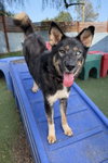 Phoenix (Soi Dog) - Photo 4