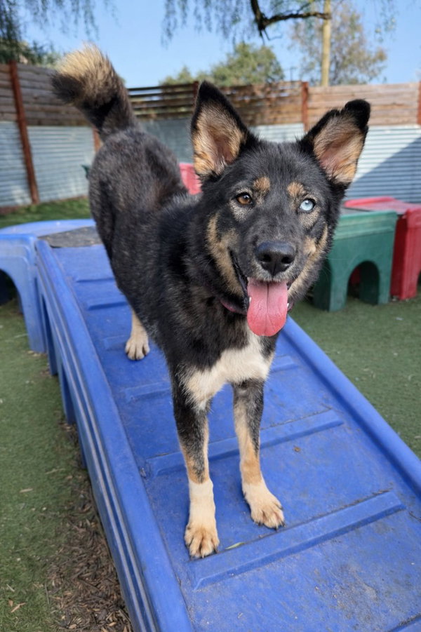 Phoenix (Soi Dog)