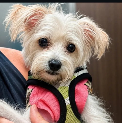 SNOWFLAKE - Maltese / Poodle (unknown type) available for adoption