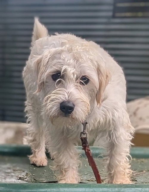 Milo, an adoptable Maltese in San Diego, CA