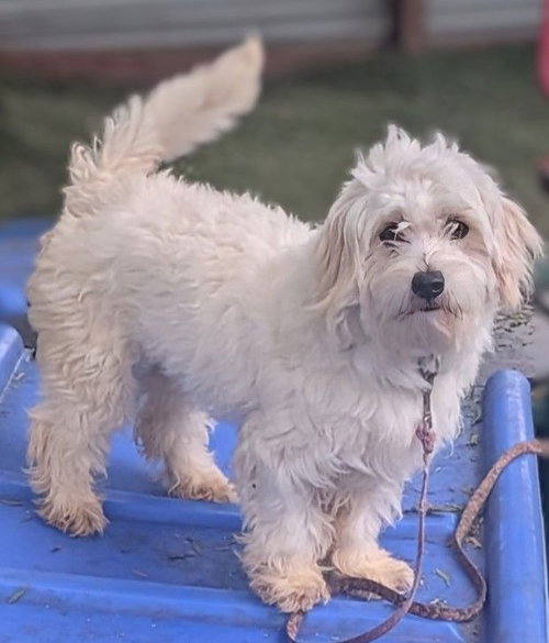 Molly, an adoptable Maltese in San Diego, CA